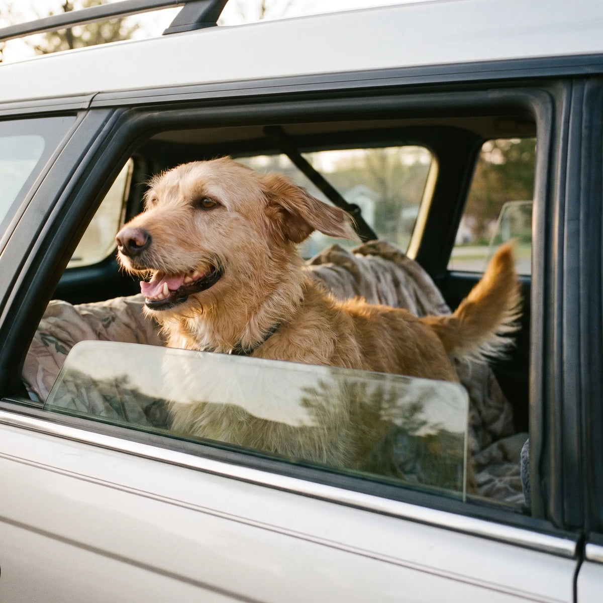 How to Keep Your Car Clean When You Have a Dog Wagbase