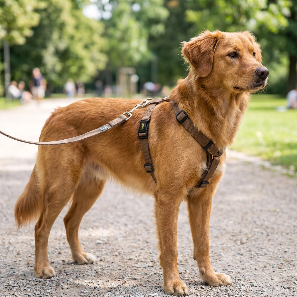 Collars-Harnesses Wagbase