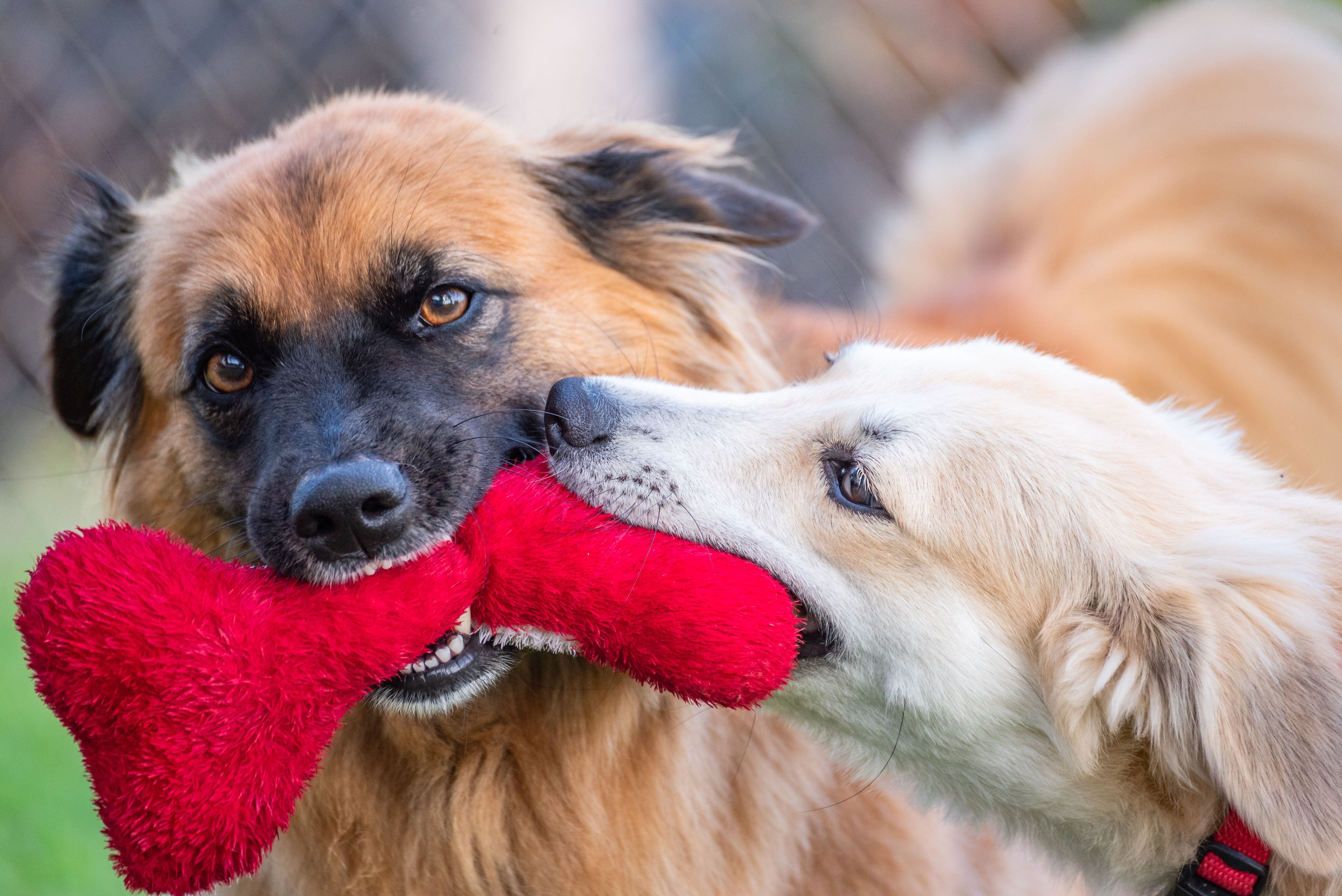 Dog Toys