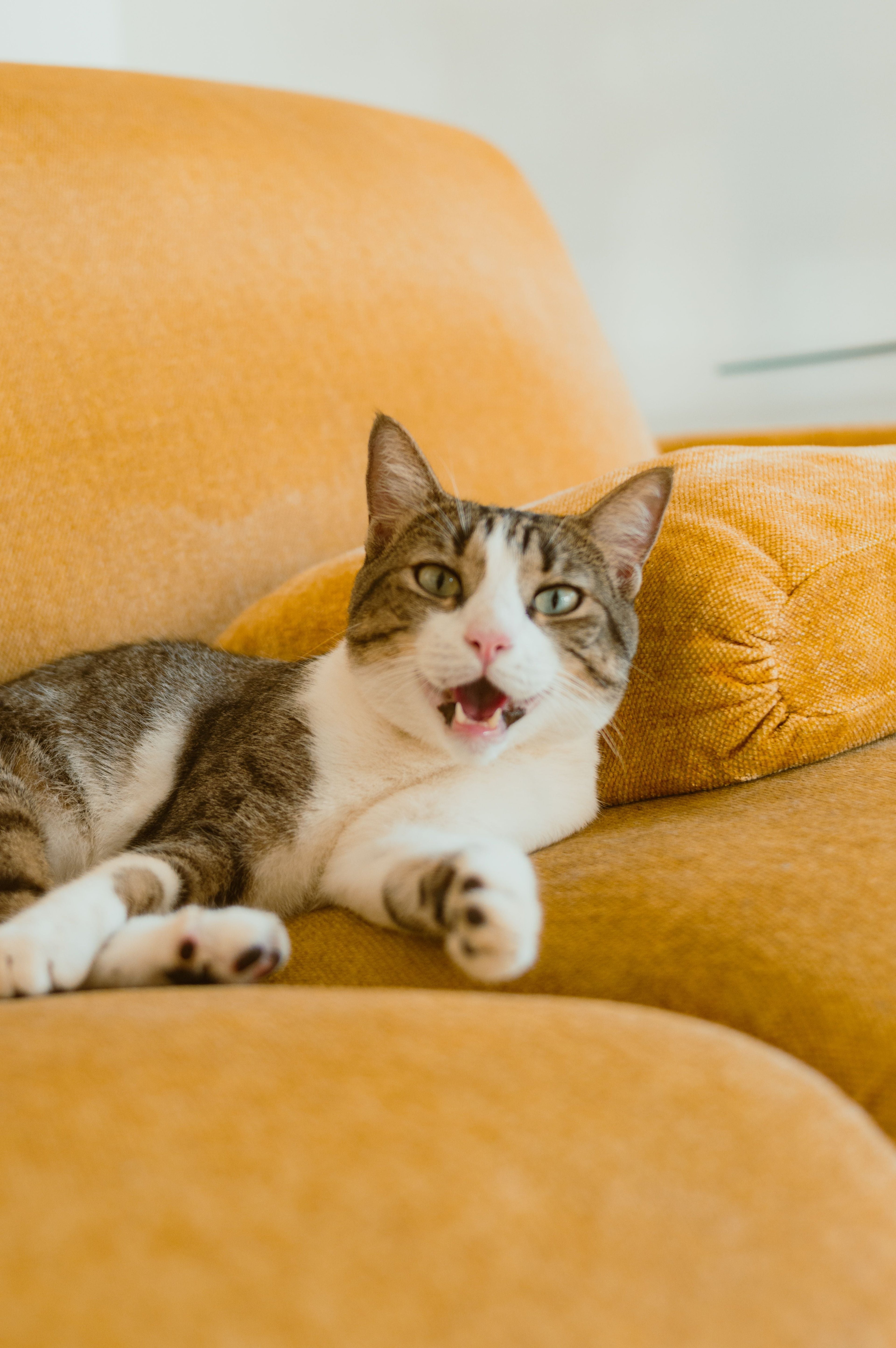 Cats