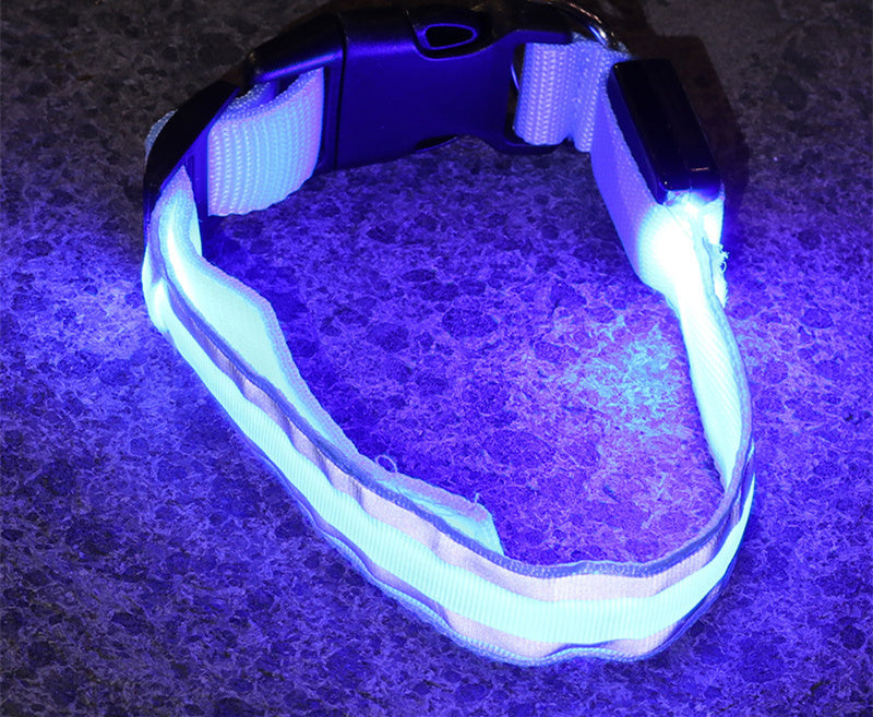 Blue LED dog collar glowing in the dark
