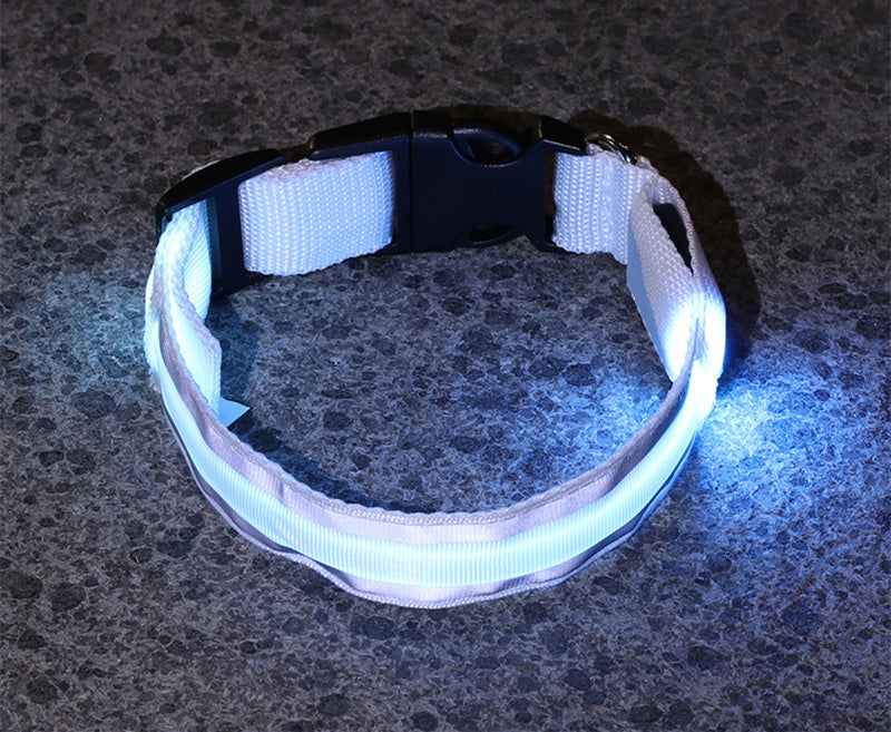 White LED dog collar glowing in the dark