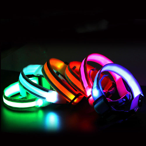 LED light-up dog collars glowing in assorted colors